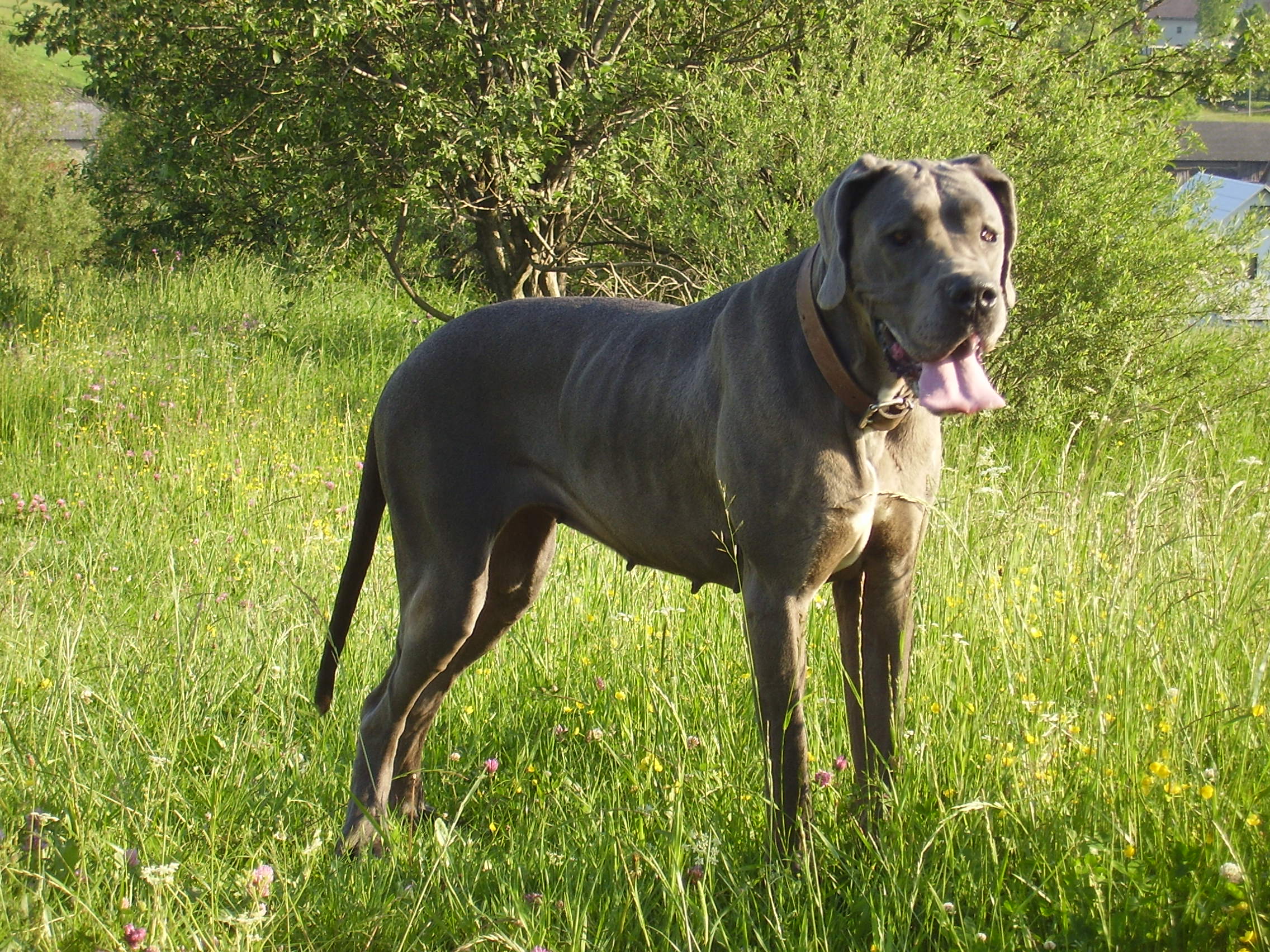 Jeska