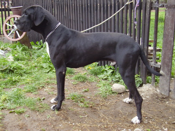 Démonik