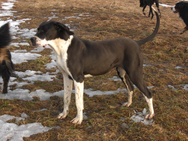 Ajda