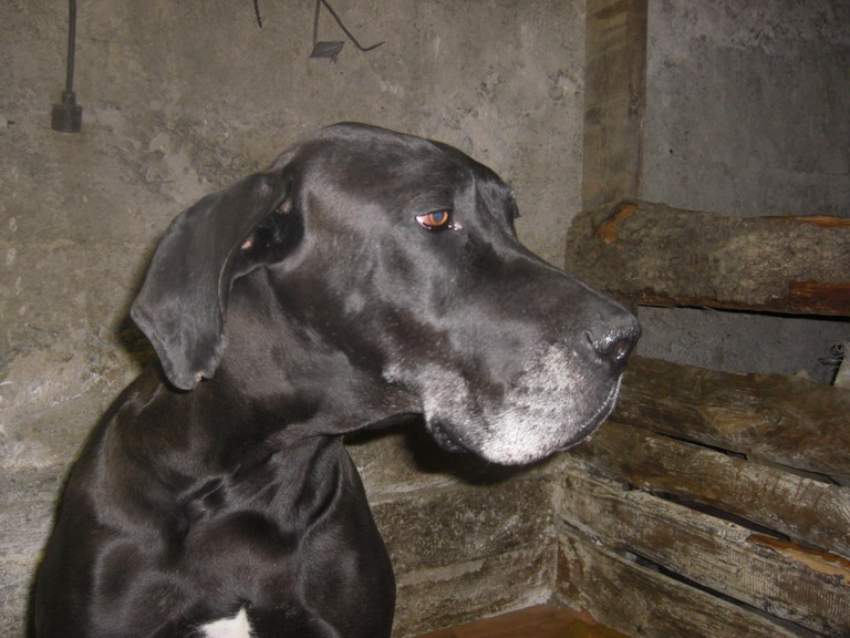 Borinka