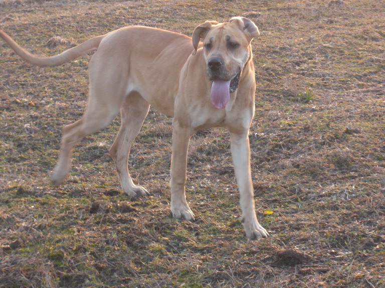 Britulienka